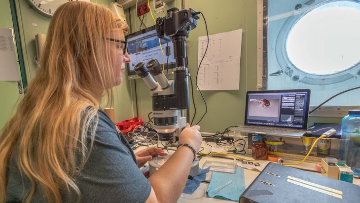 Eine Wissenschaftlerin sortiert kleine Organismen bis zu einer Größe von 150 Mikrometern, die in Netzen zwischen 200 Metern Tiefe und der Oberfläche gefangen wurden.
