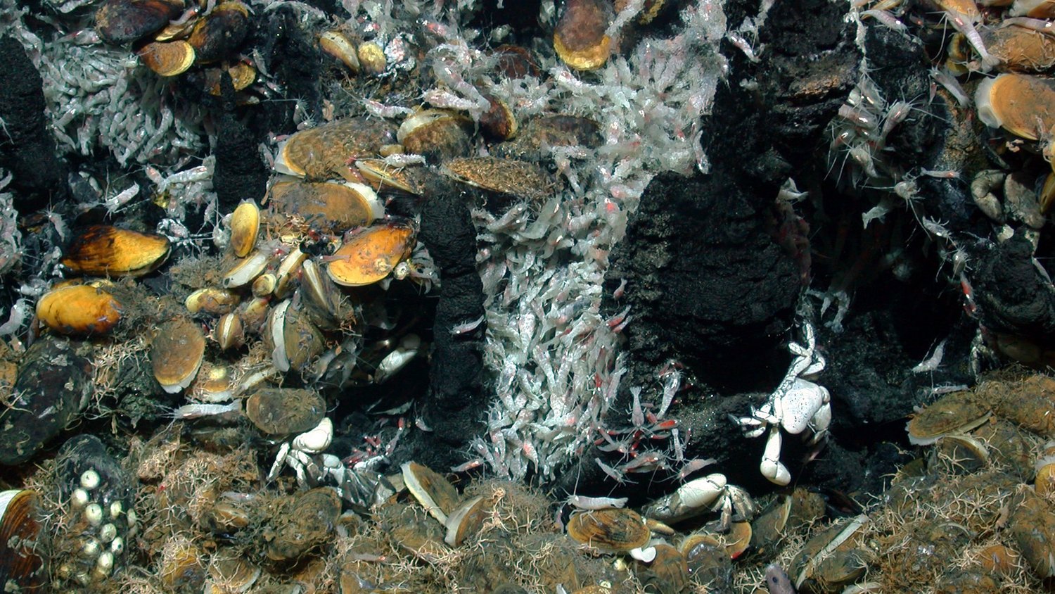 Lebensgemeinschaft an Hydrothermalaustritten am Mittelatlantischen Rücken in 3.030 Meter Wassertiefe. Foto: Marum.