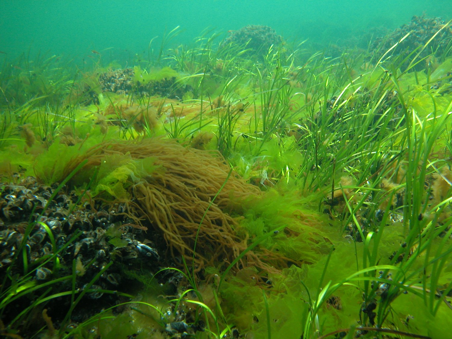 Seegras und Algen am Meeresboden in der Ostsee