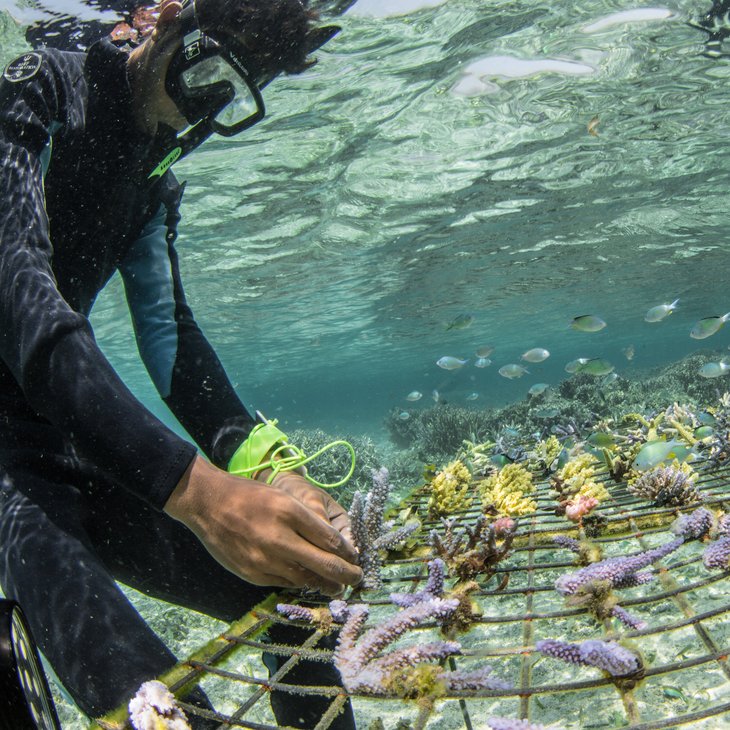 Wiederherstellung von Korallen in Indonesien, Coral Guardian