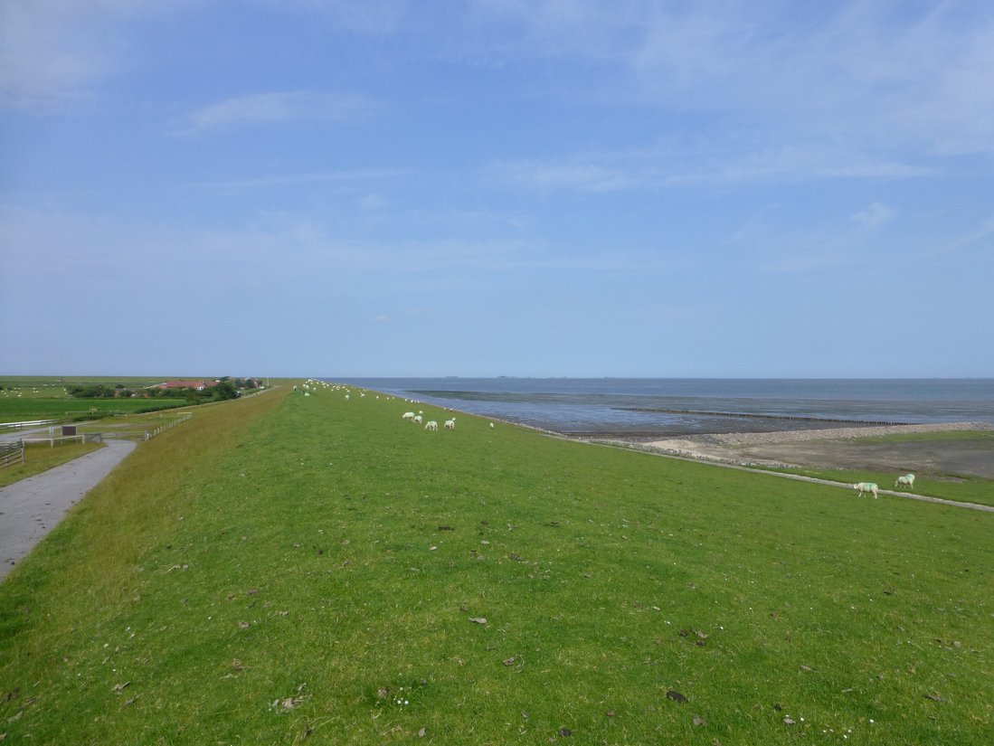 Ein Deich auf der Nordseeinsel Pellworm, auf dem Schafe weiden. Im Hintergrund ist das Watt zu sehen.