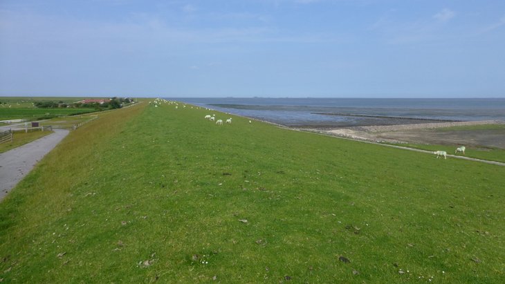 A dyke on the North Sea island of Pellworm, where sheep are grazing. The mudflats can be seen in the background.