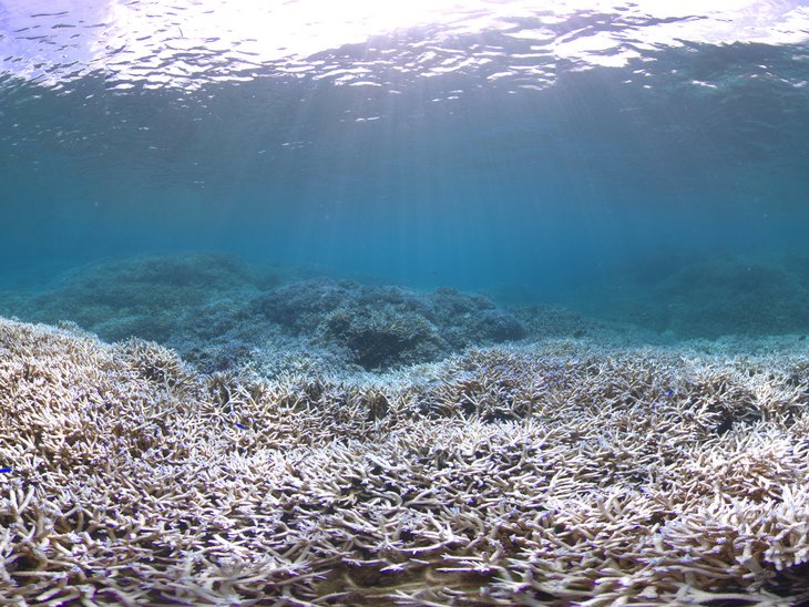 Bleiche Korallen unter Wasser vor Amerikanisch-Samoa.