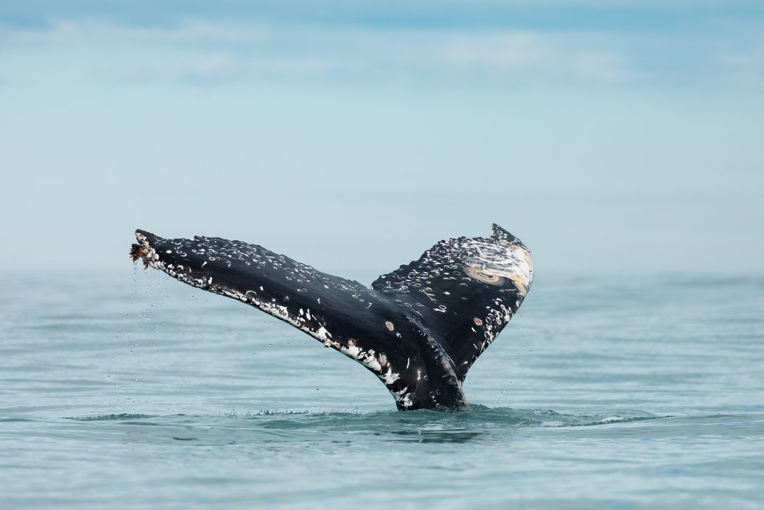  The fluke of a diving humpback whale can be seen at the surface of the ocean.