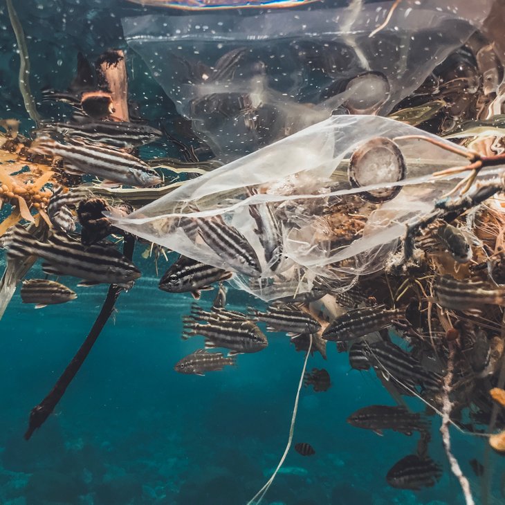 A school of fish just below the surface of the water swims around algae and a plastic bag. A few of the fish are caught in the plastic bag. 