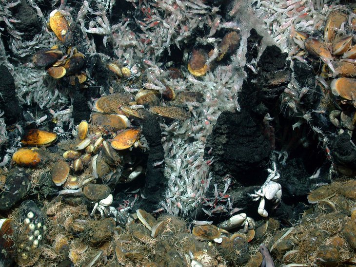 Lebensgemeinschaft an Hydrothermalaustritten am Mittelatlantischen Rücken in 3.030 Meter Wassertiefe. Foto: Marum.