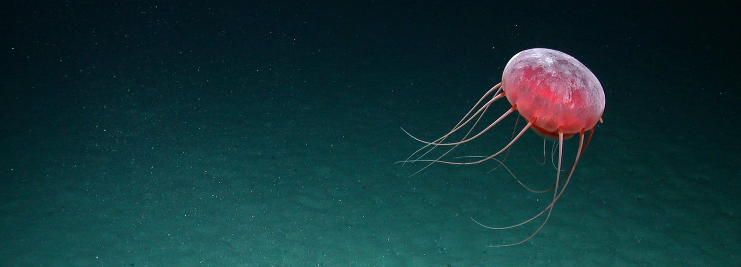 Tiefseemeduse im Südatlantik Eine rötliche Tiefseemeduse schwimmt über dem sandigen Meeresboden.