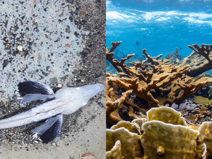 Links ist ein Eisfisch zu sehen und rechts eine Elchkoralle (Acropora palmata). Das BIld ist eine Collage.