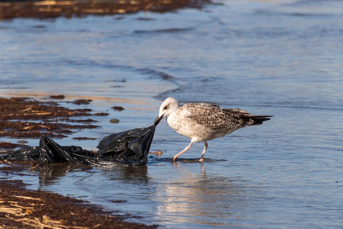 Foto von einer Möwe, die eine Plastiktüte am Meer entlang zieht. Ilie Barna / Pixabay.