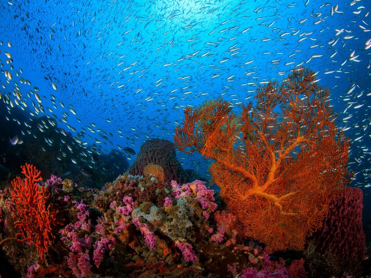 Coral Reef with colourful animals and plants