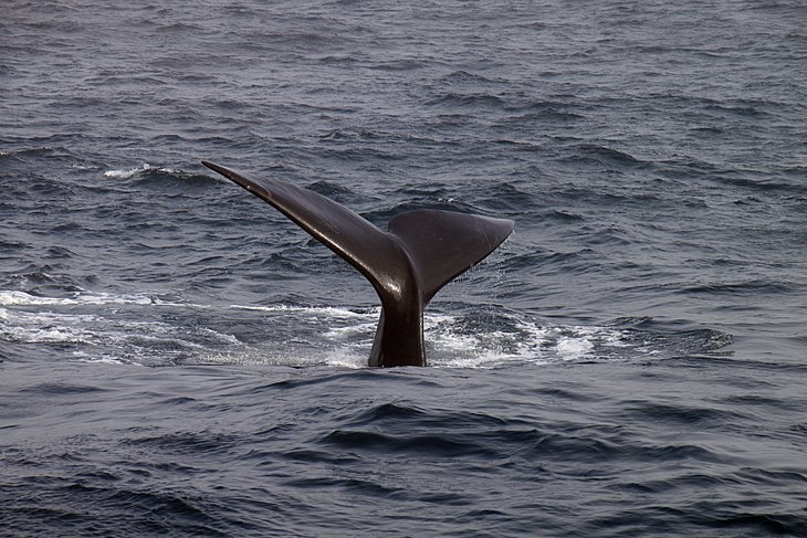 Flosse eines Südlichen Glattwals Flosse eines Südlichen Glattwals (Southern Right Whale) in der Scotia Sea