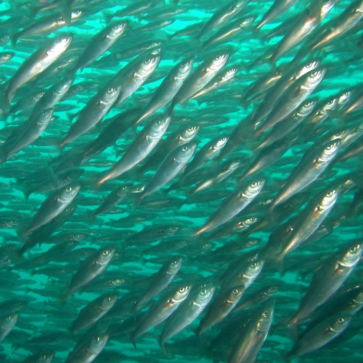 A shoal of herrings moves through the ocean.