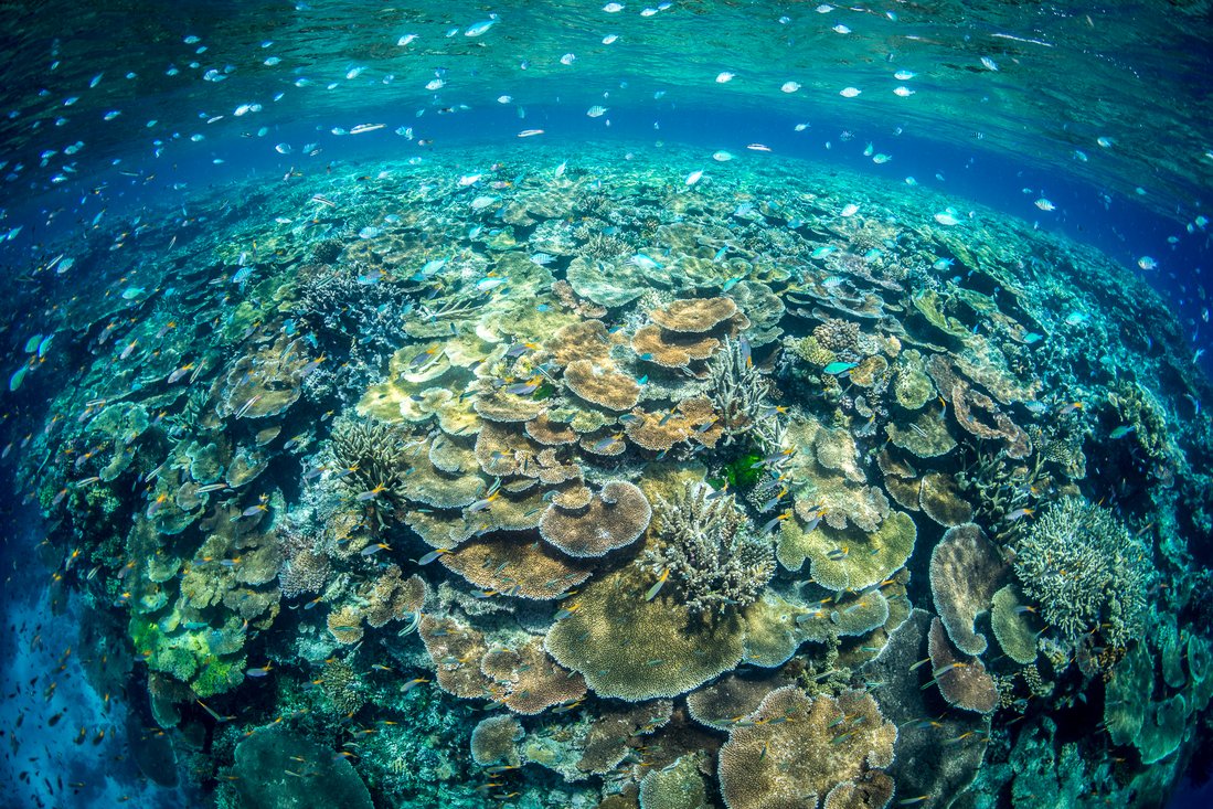 Fischaugenperspektive auf das John Brewer Reef, Great Barrier Reef, Australien mit Korallen und Fischen. Matt Curnock / Ocean Image Bank.