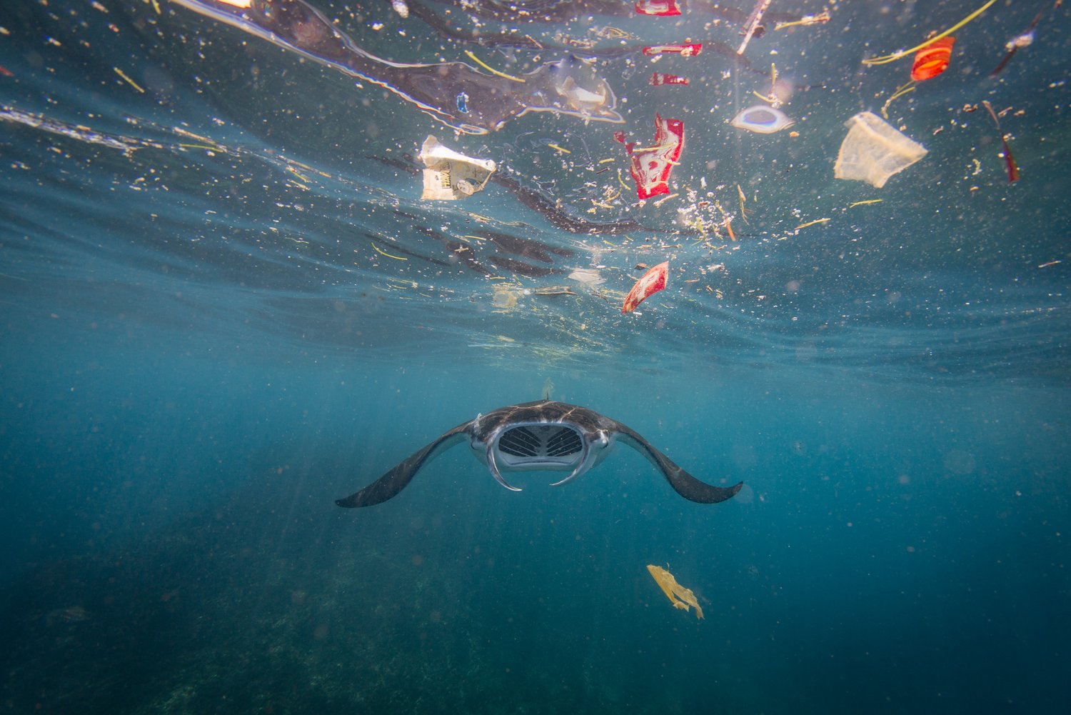 A manta ray swims in the sea, surrounded by plastic waste such as bags and bottles.