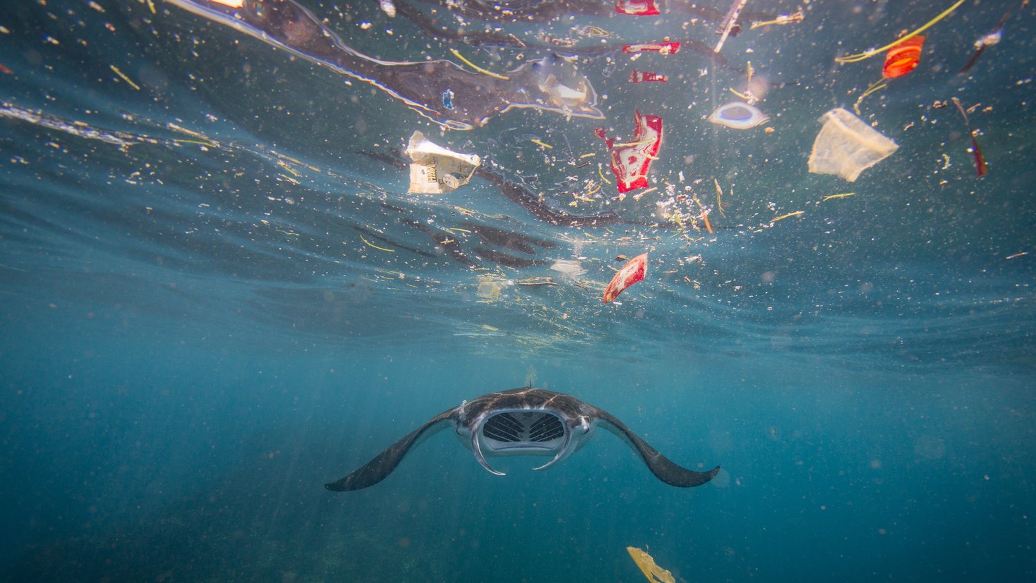 Ein Mantarochen schwimmt im Meer, umgeben von Plastikmüll wie Tüten und Flaschen.