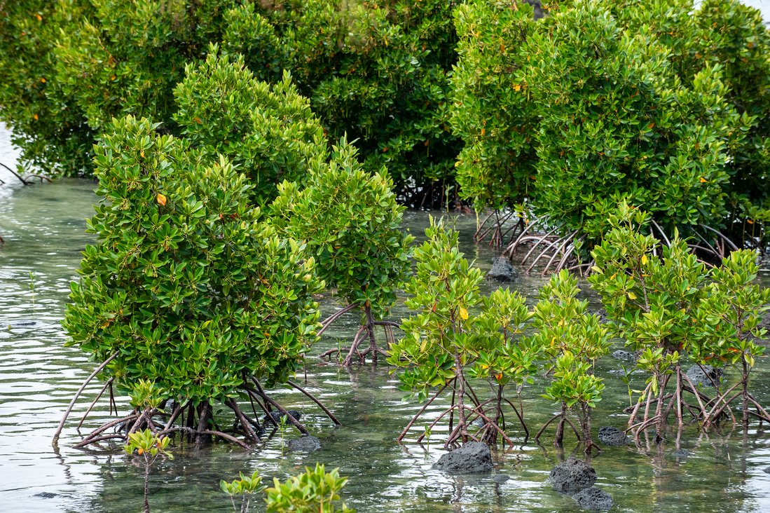Dense green mangroves with clearly visible roots in the water