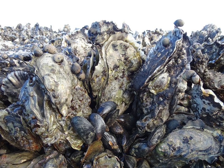 Das Foto zeigt aufragende Pazifische Austern mit Miesmuscheln im Unterwuchs. Zusammen bilden sie stabile "Auschelbänke" im Königshafen, einer Wattenmeerbucht vor Sylt.