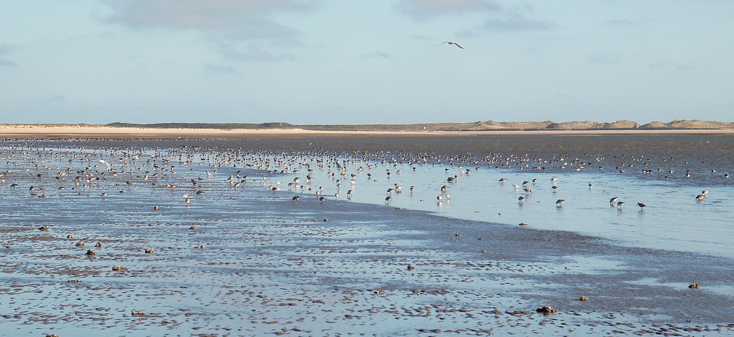 Das Foto zeigt eine Wattfläche bei Ebbe mit stochernden und pickenden Vogelschwärmen, aufgenommen vor Sylt