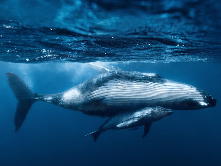 A humpback whale and a calf swim just below the surface of the water. 