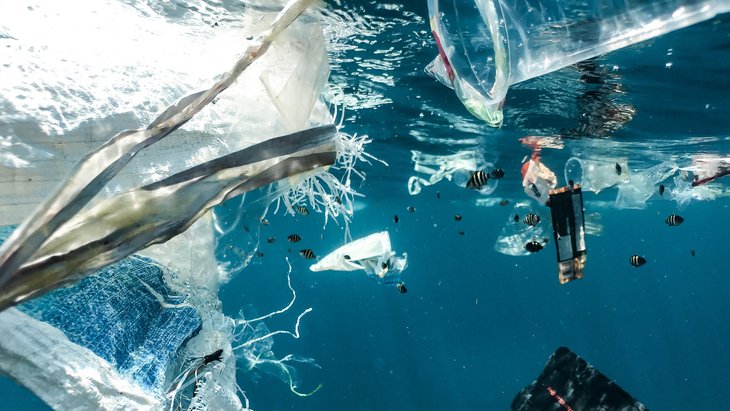Junge Fische schwimmen in Plastik.