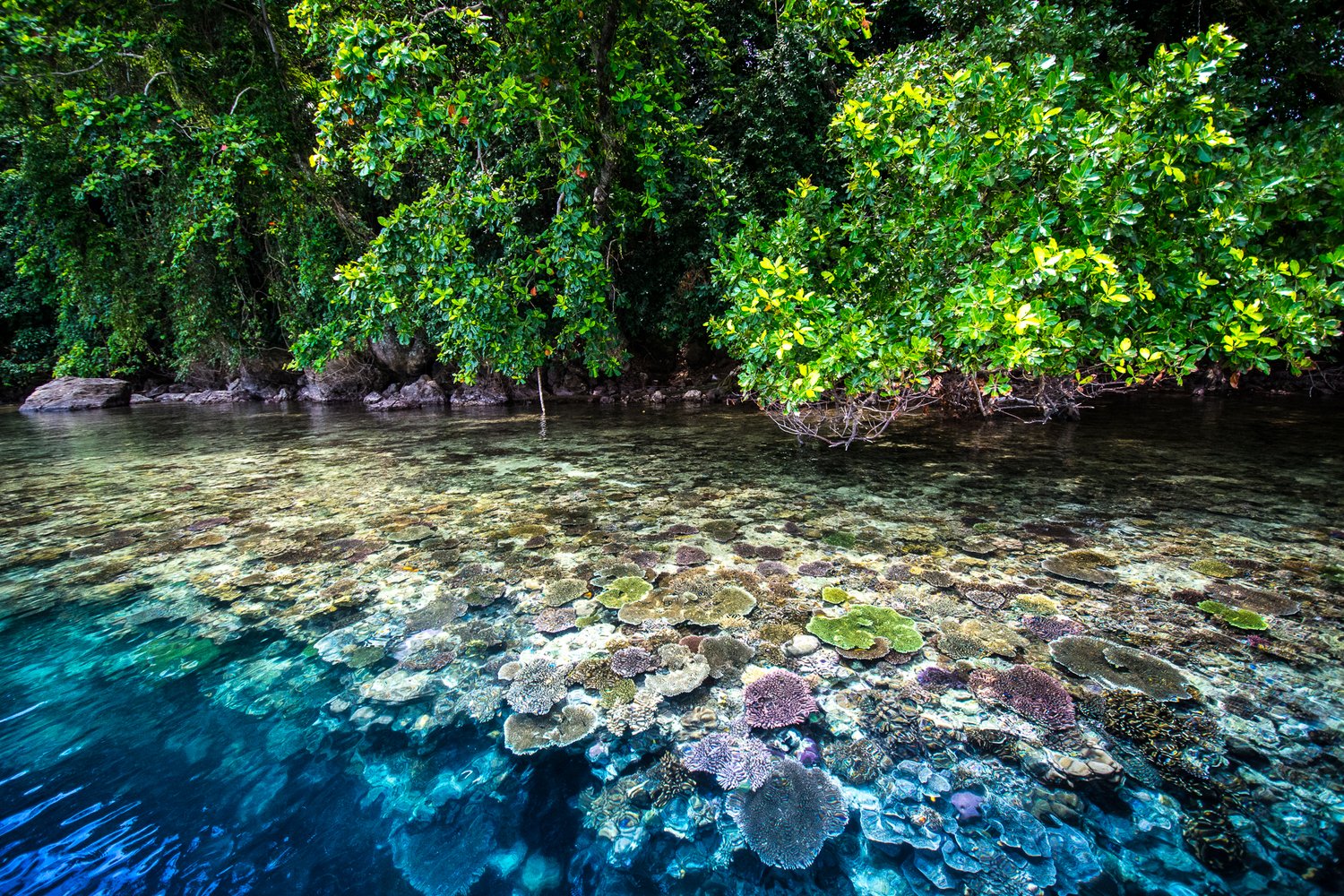 In the water you can see corals, at the coast grow mangroves in Kimbe Bay, Papua Neuguinea