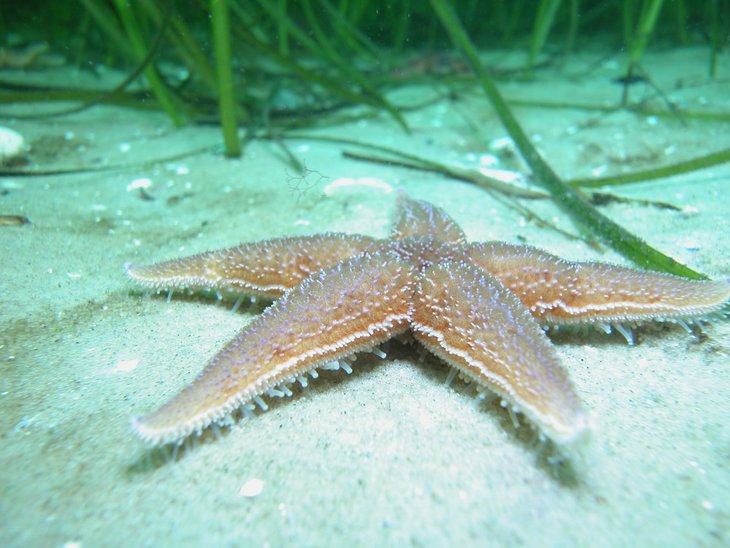 Seestern liegt auf sandigem Meeresboden