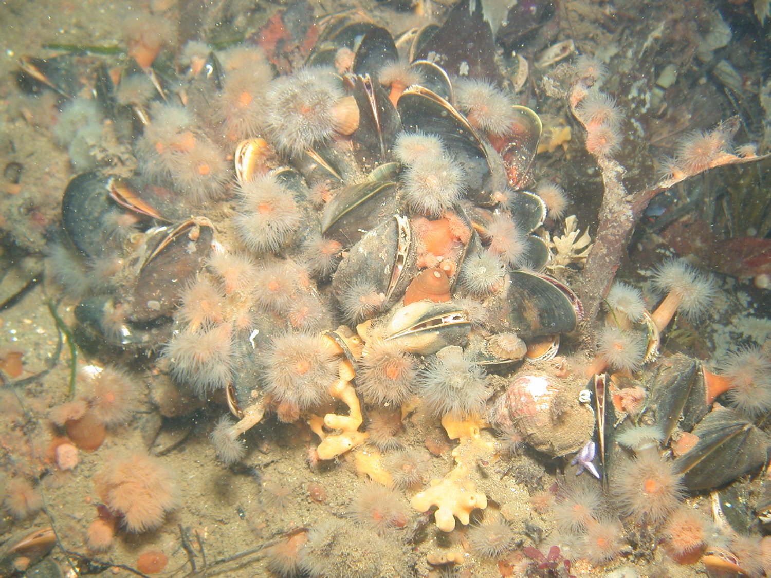 Miesmuscheln und Seenelken am Meeresboden