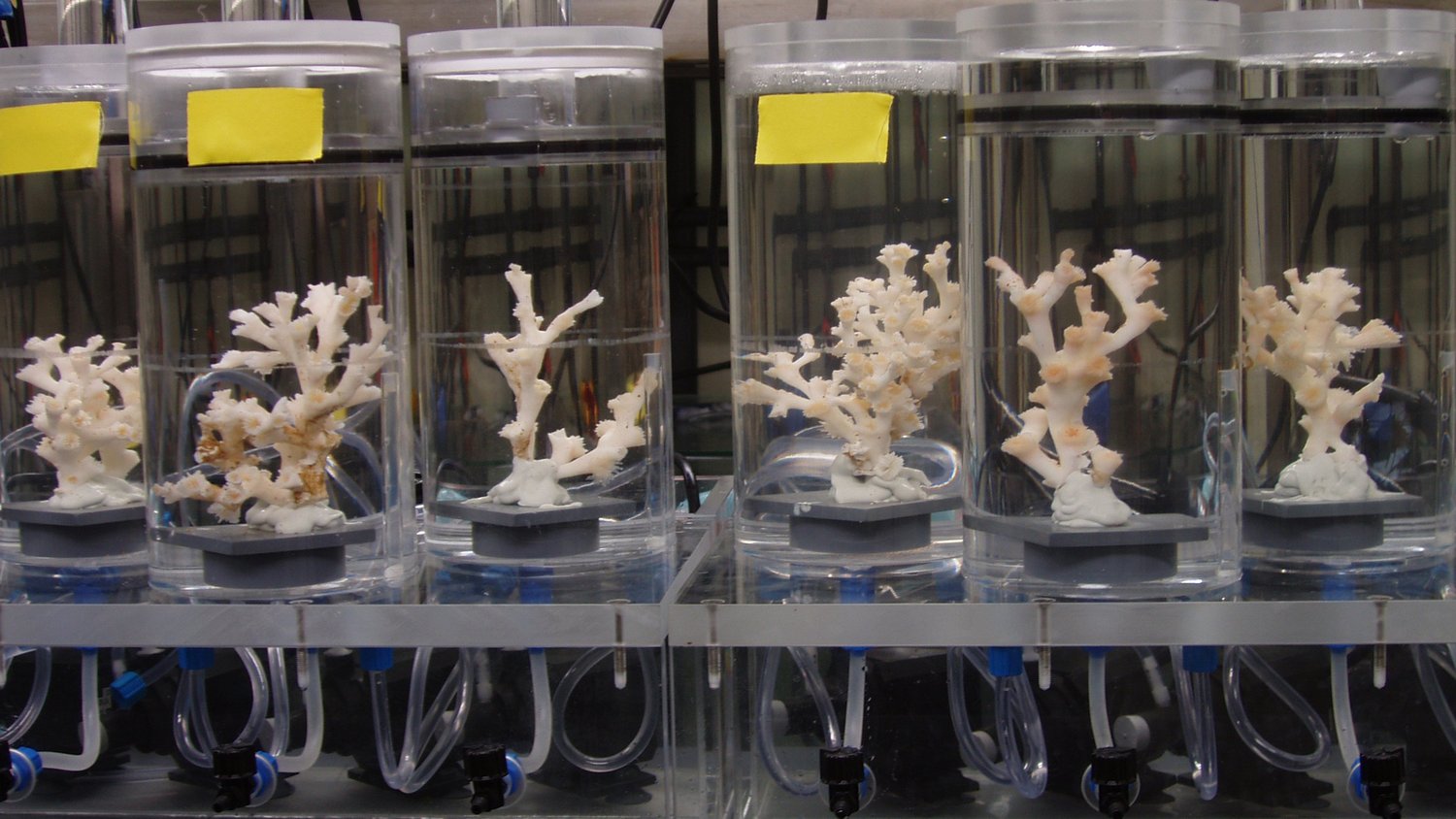 White, tree-like branching corals can be seen in various transparent containers. 