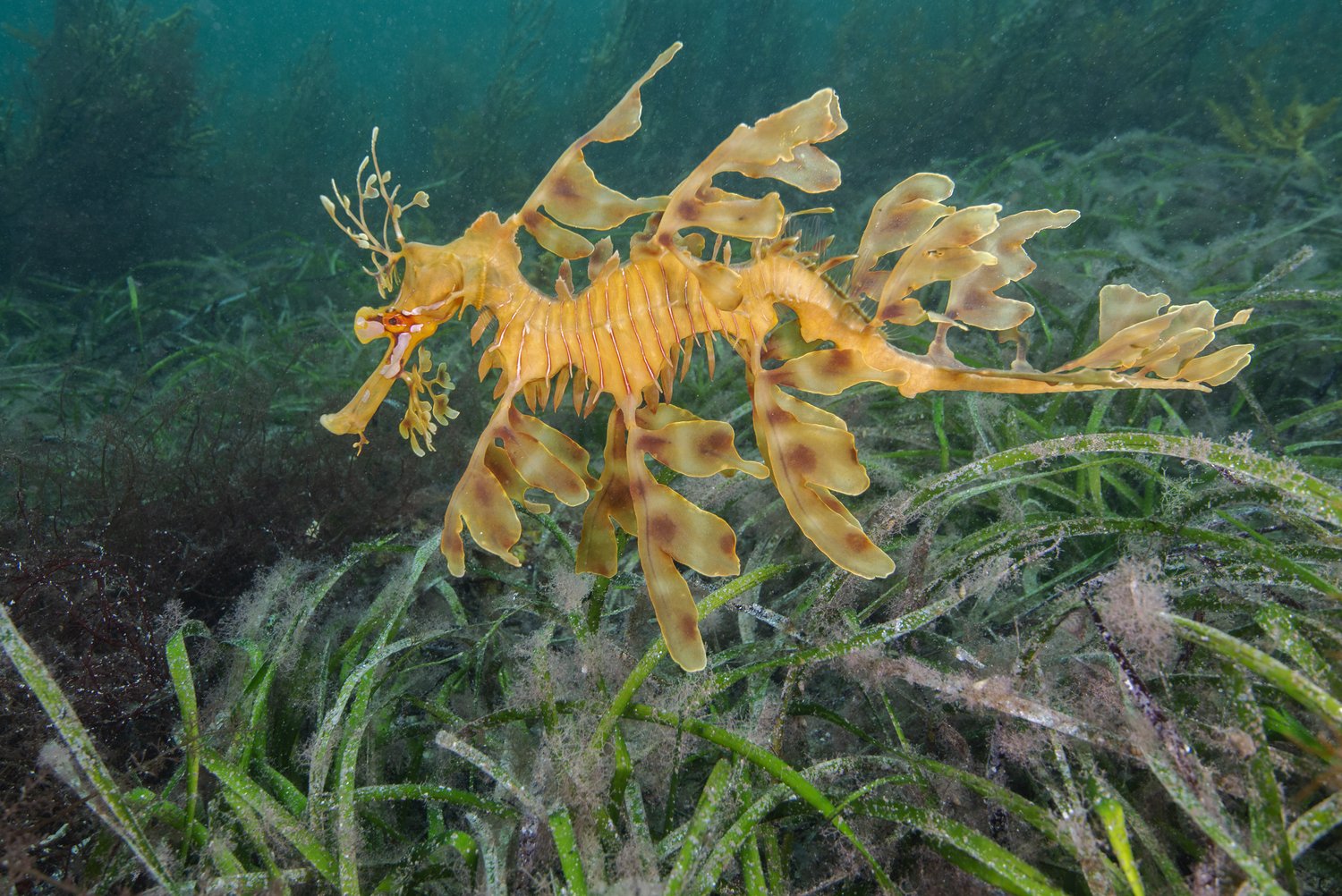 A leafy sea dragon, which looks like a yellow seahorse with fanned wings, swims above green sea grass stalks in South Australia.