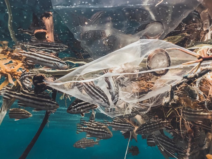 Ein Fischschwarm knapp unter der Wasseroberfläche schwimmt um Algen und eine Plastiktüte. In der Plastiktüte sind ein paar der Fische gefangen.