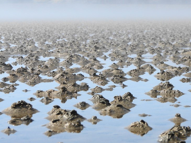 Das Foto zeigt Watt mit Sandschnurhaufen vom Wattwurm (Arenicola marina) im Königshafen, einer Wattenmeerbucht vor Sylt