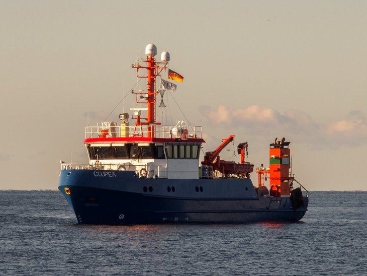 Die Clupea auf dem Meer.