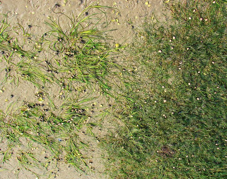 Ds Foto zeigt Großes Seegras (Zostera marina, links) und Zwergseegras (Nanozostera noltei, rechts) auf Schlickwatt bei Ebbe im Königshafen vor Sylt.