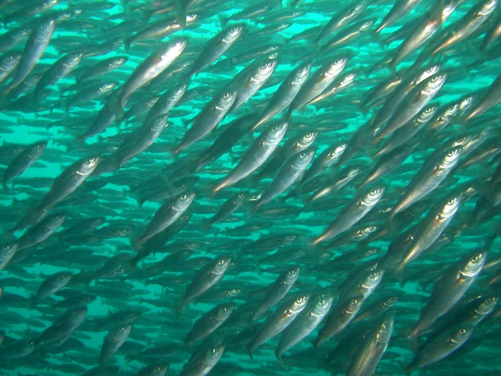 A shoal of herrings moves through the ocean.