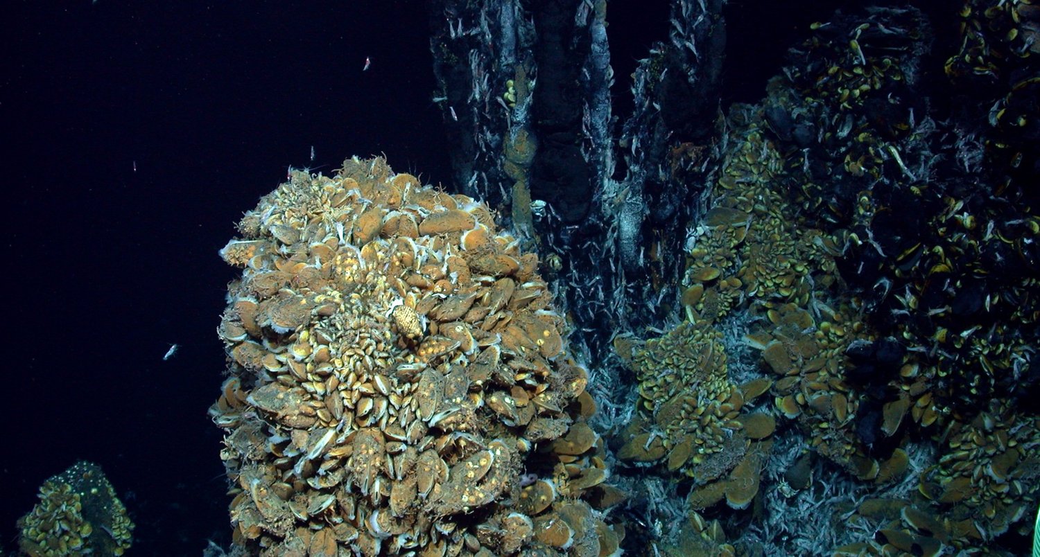 Ein Hügel voller Muscheln, im Hintergrund Formationen einer Hydrothermalquelle mit garnelenähnlichen Organismen.