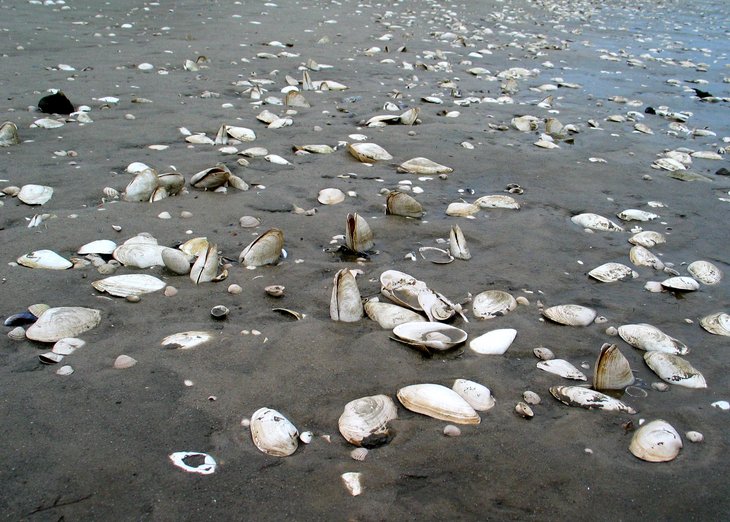 Wattfläche mit freigespülten Sandklaffmuscheln vor Sylt