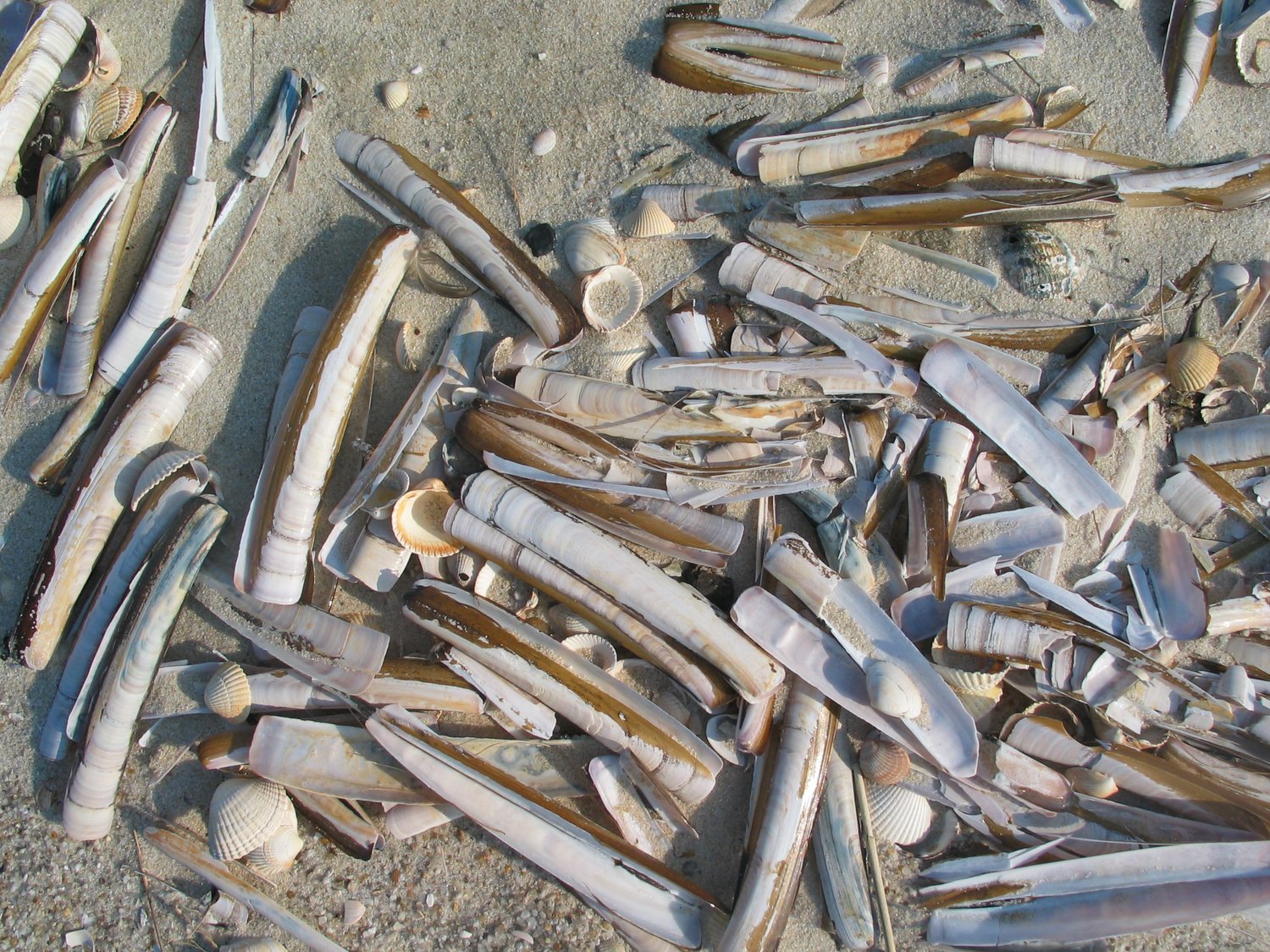 Schalen der Amerikanische Schwertmuschel liegen am Meeresstrand an der Westküste von Sylt.