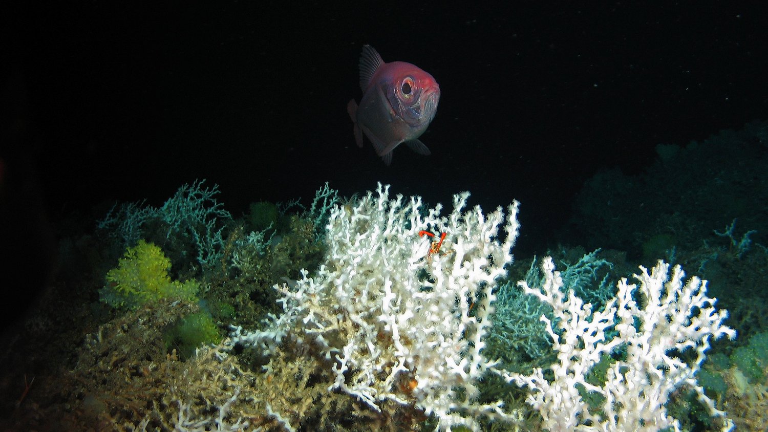 Unten wachsen weiße Kaltwasserkorallen und gelbe Anemonen, im Hintergrund schaut ein Kaiserbarsch ins Bild.