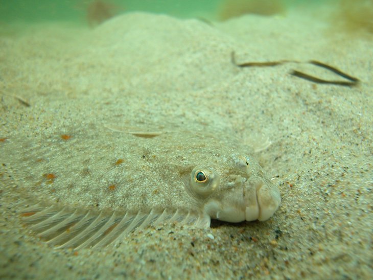 Gut getarnte Scholle (Pleuronectes platessa) liegt im Sand am Meeresboden
