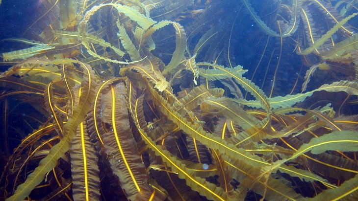 Large algae move under water