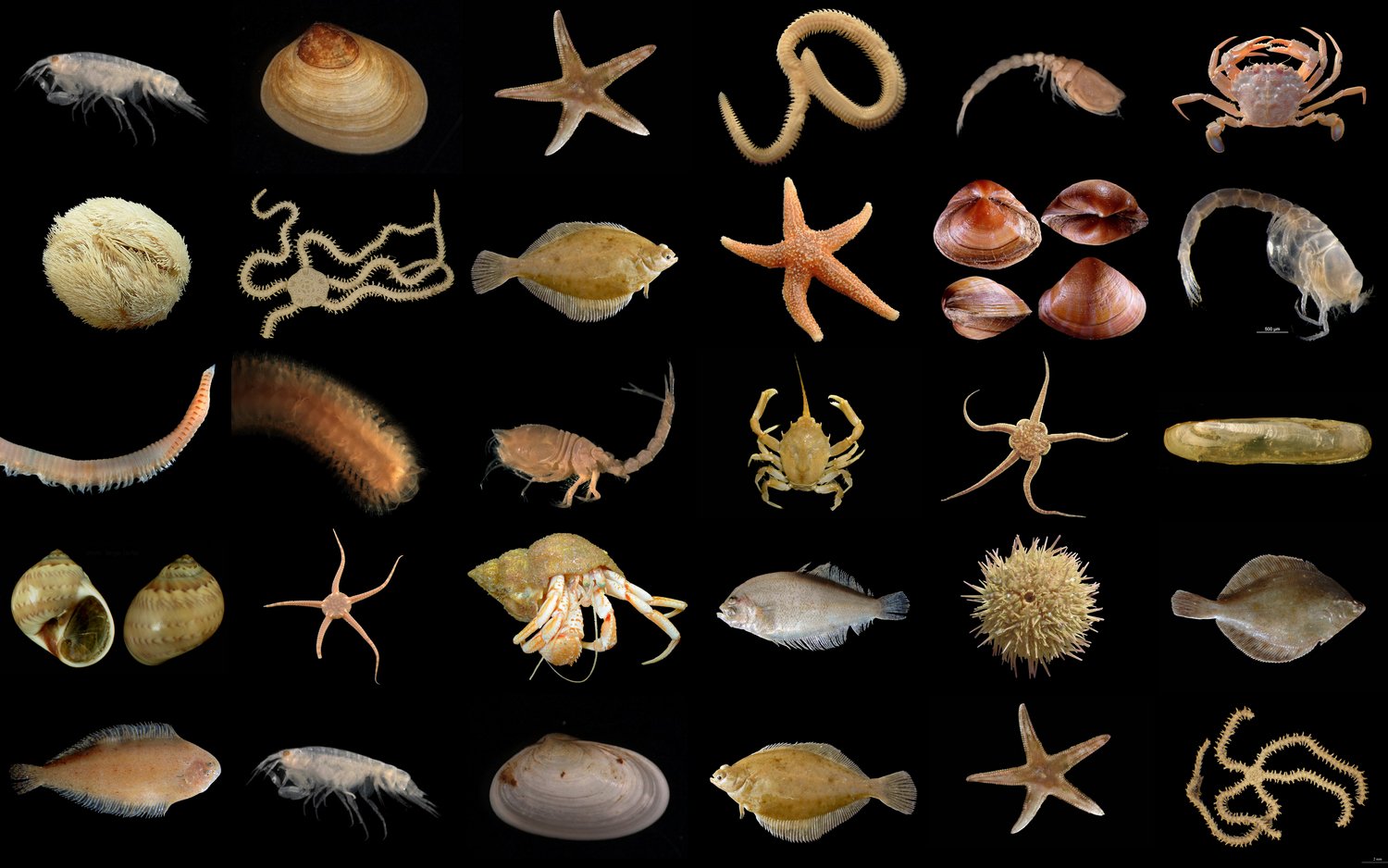 Collage aus Bildern von Tieren in der Nordsee, die am oder im Meeresboden leben.