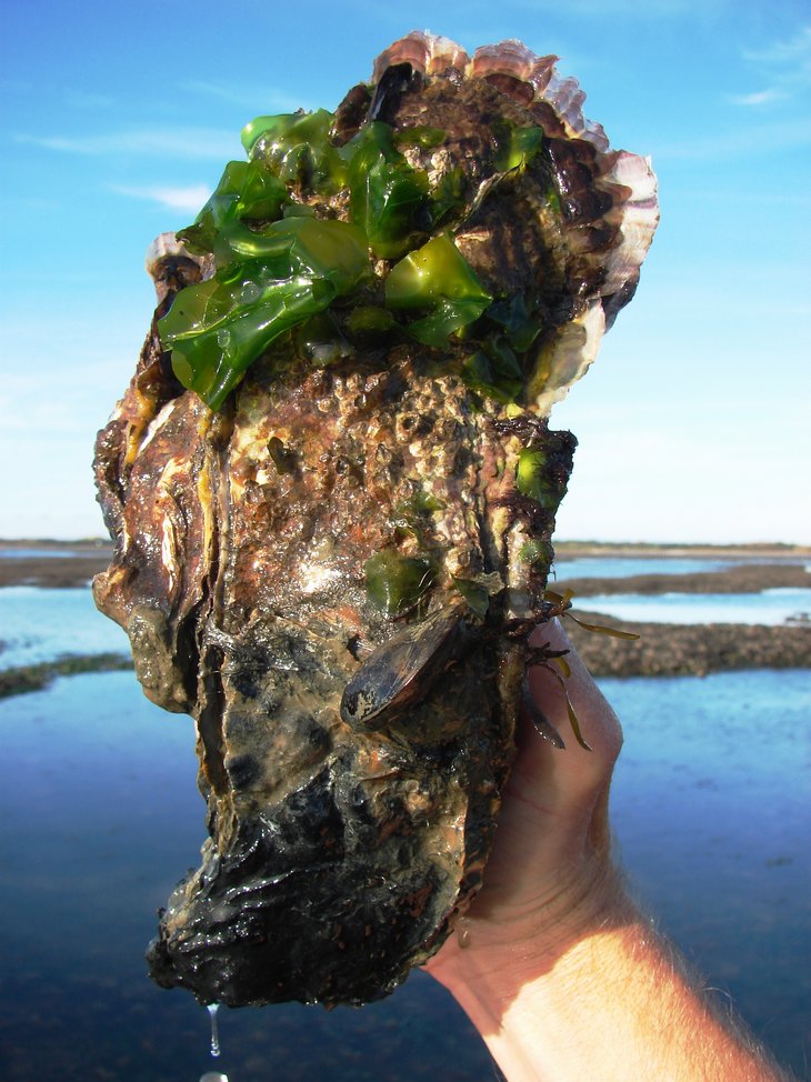 Das Foto zeigt ein Hand mit aneinander gewachsene Pazifischen Austern (Magallana gigas) mit messerscharfen Schalenrändern.
