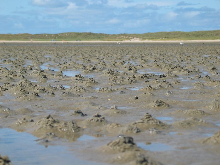 Piles of sand from the lugworm in the sand flats