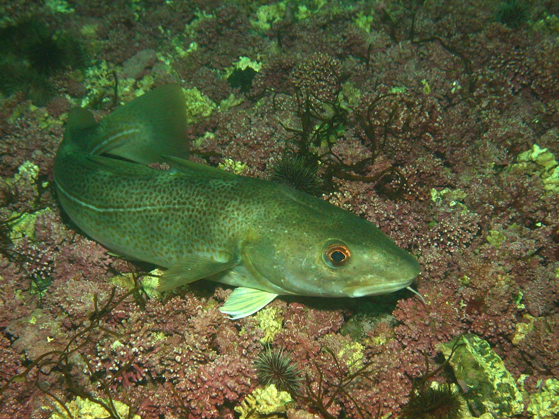 Ein Dorsch schwimmt über den Ostseeboden
