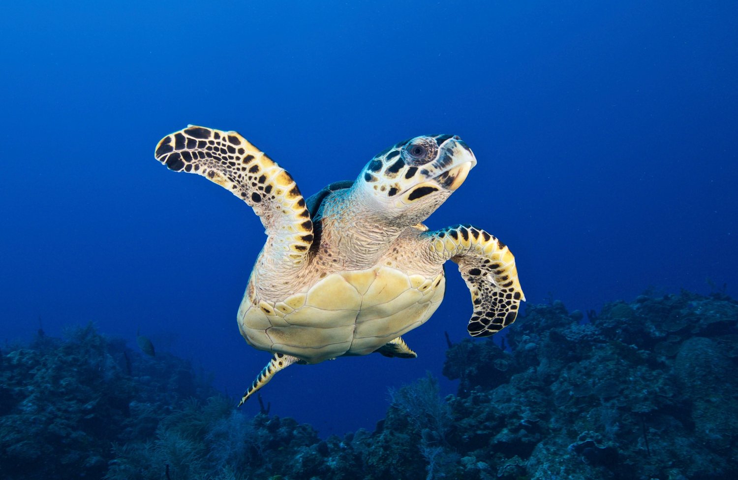 Hawksbill Sea Turtle A Hawksbill Sea Turtle (Eretmochelys imbricata) swims off Belize