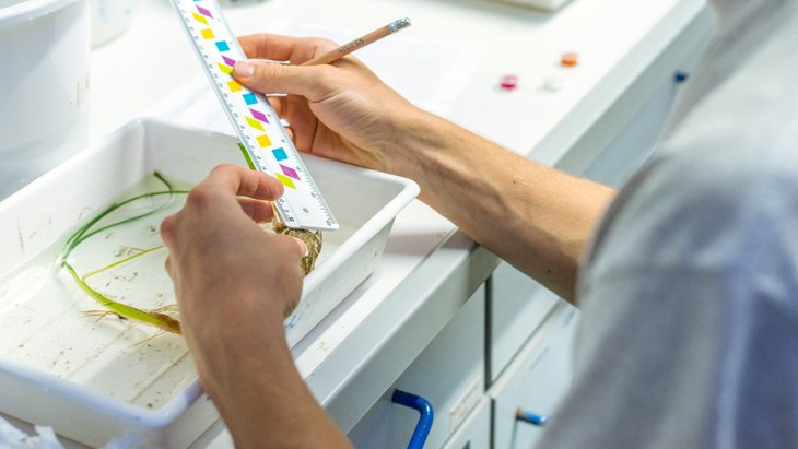 A scientist in a laboratory measures seaweed with a ruler.