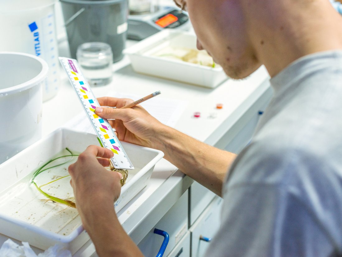 A scientist in a laboratory measures seaweed with a ruler.