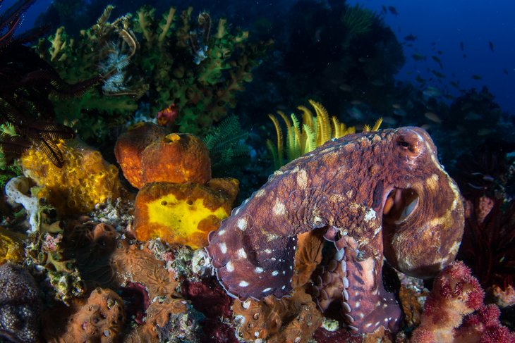 Ein Octopus, der in einem Riff sitzt. Im Hintergrund sieht man Fische und zahlreiche anderen bunten Pflanzen und Meereslebewesen. Grant Thomas / Ocean Image Bank