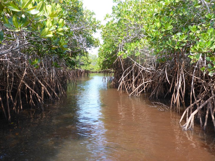 Mangrove trees with aerial roots stand in the water near the coast 