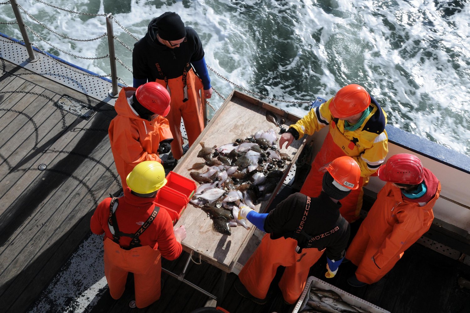 Sechs Leute stehen an Bord eines Schiffes neben der Reling im Halbkreis an einem Tisch, auf dem verschiedene Fische liegen. 